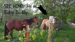 horses baby daddy